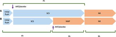 Kidney Normothermic Machine Perfusion Can Be Used as a Preservation Technique and a Model of Reperfusion to Deliver Novel Therapies and Assess Inflammation and Immune Activation